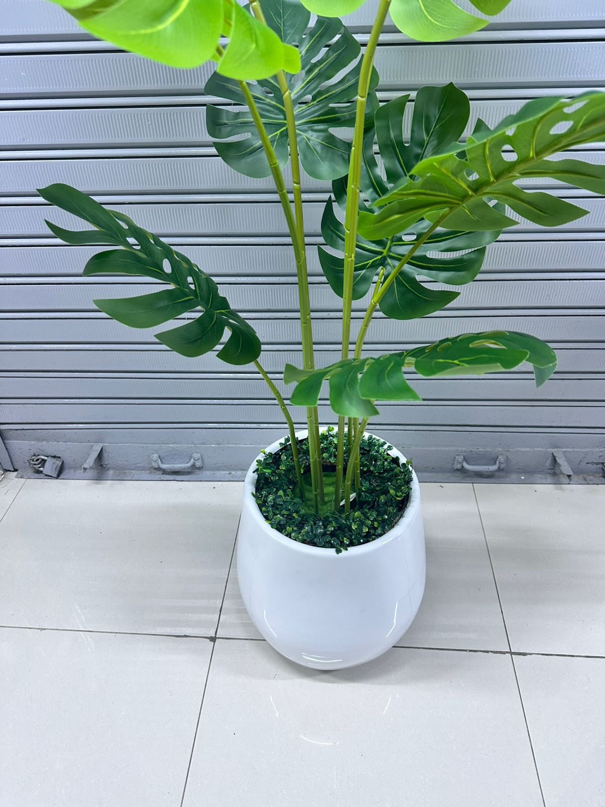 Planta Costilla de Adán + Maceta fibra de vidrio | 150cm